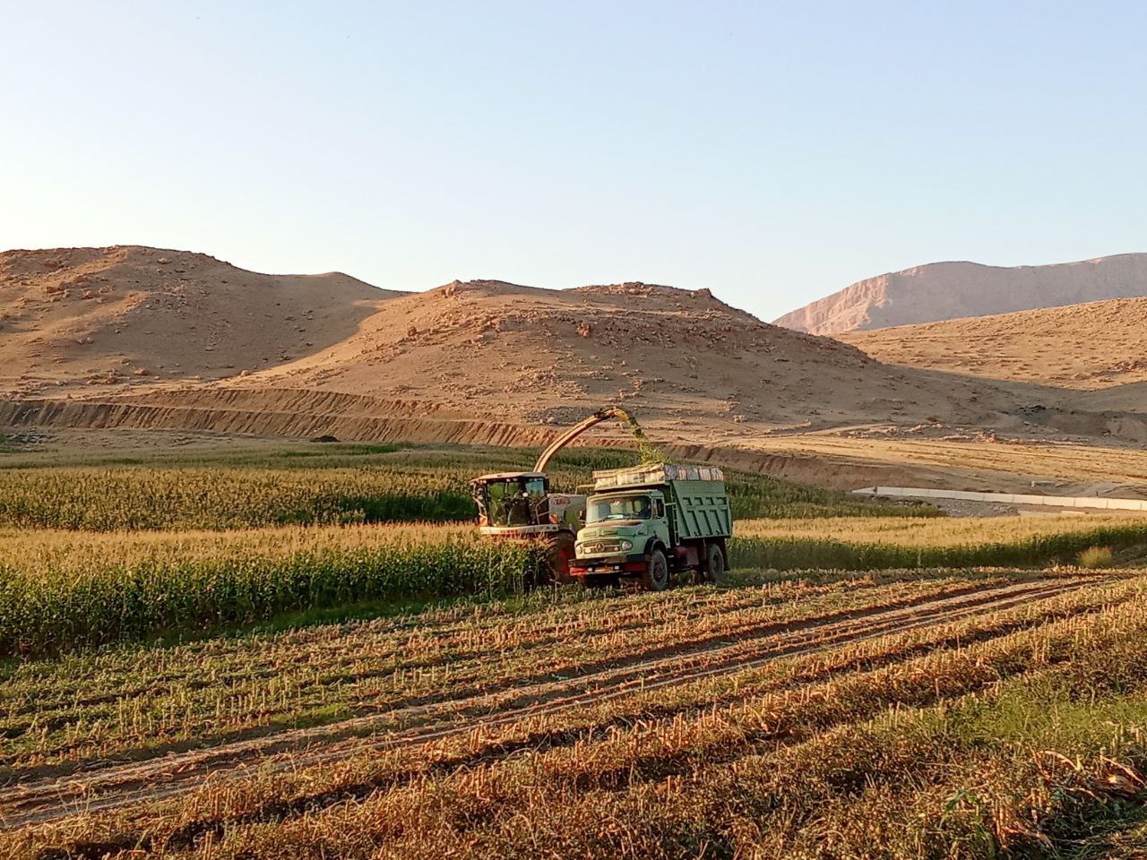 آغاز برداشت ذرت علوفه‌ای در اراضی روستایی ازگله