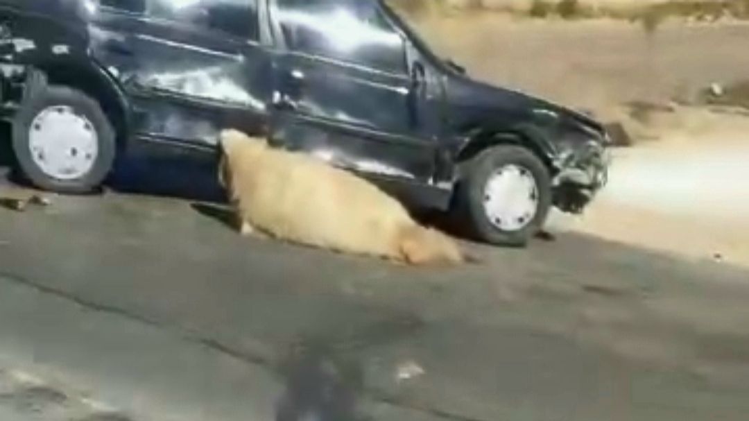 برخورد خودروی پژو 405 با گله گوسفندان در محور ورویس