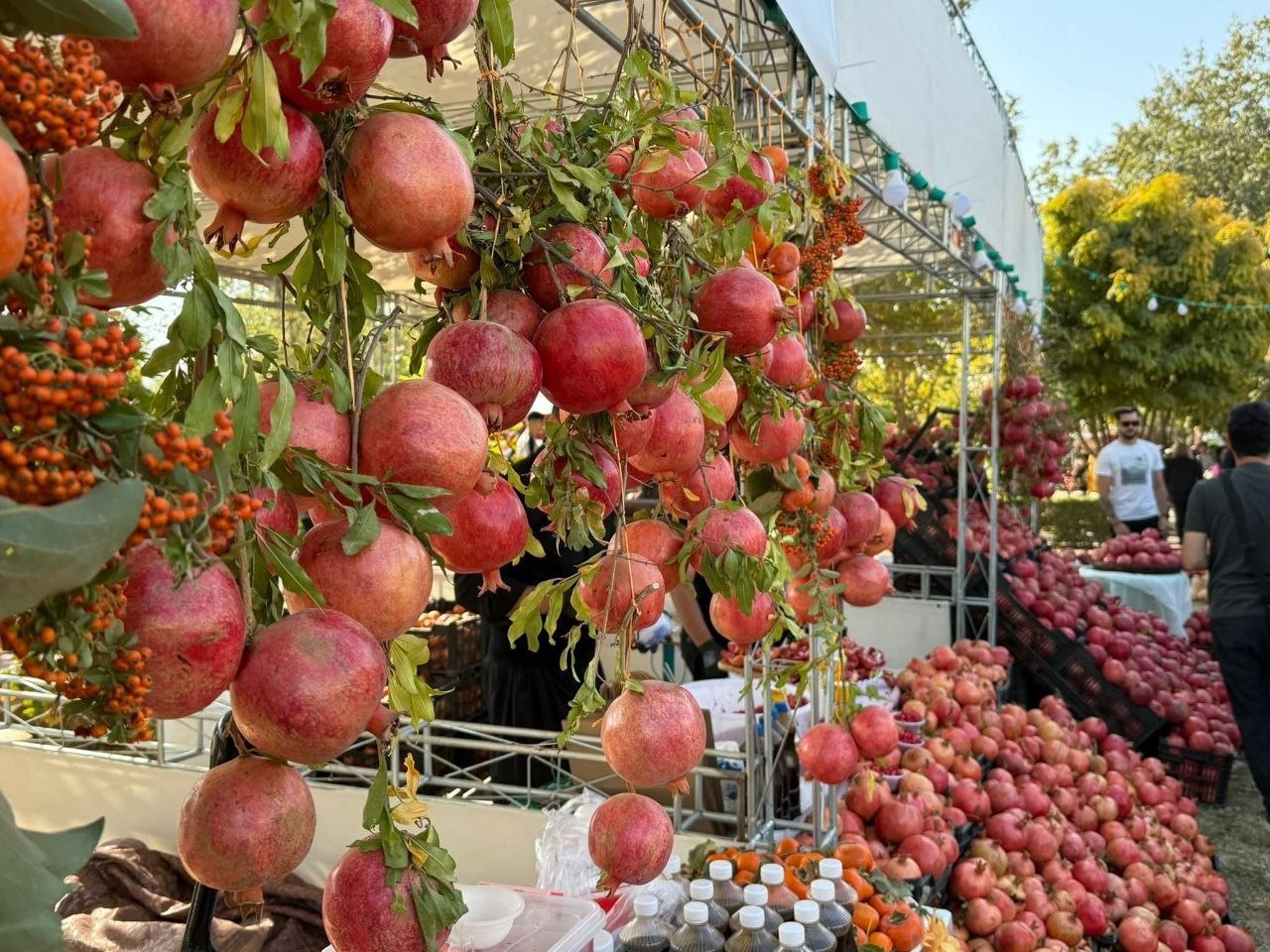 آغاز یازدهمین جشنواره انار در شهر حلبچه عراق