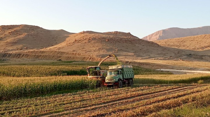 آغاز برداشت ذرت علوفه‌ای در اراضی روستایی ازگله